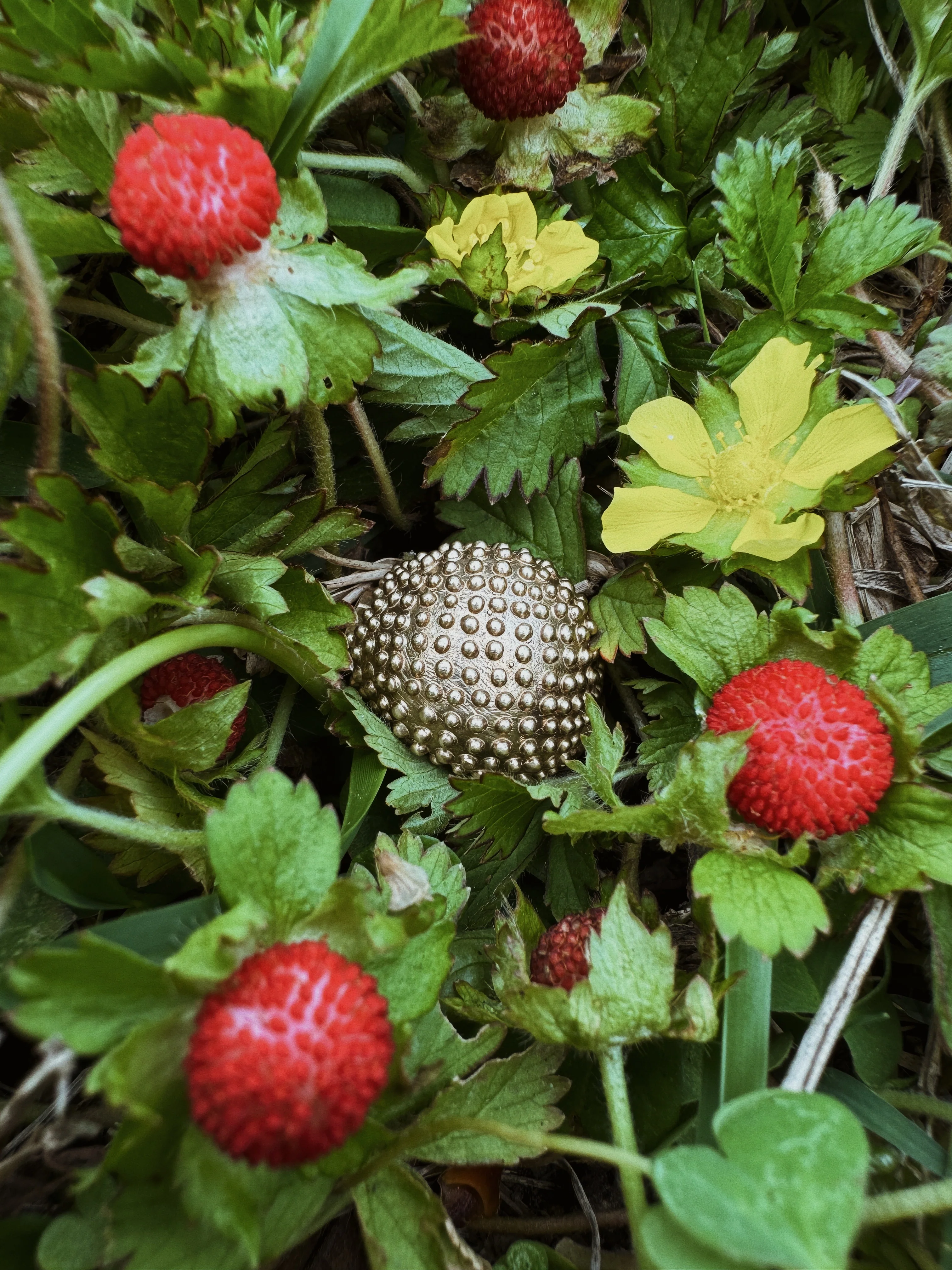 BACKYARD BERRY RING - Image 5