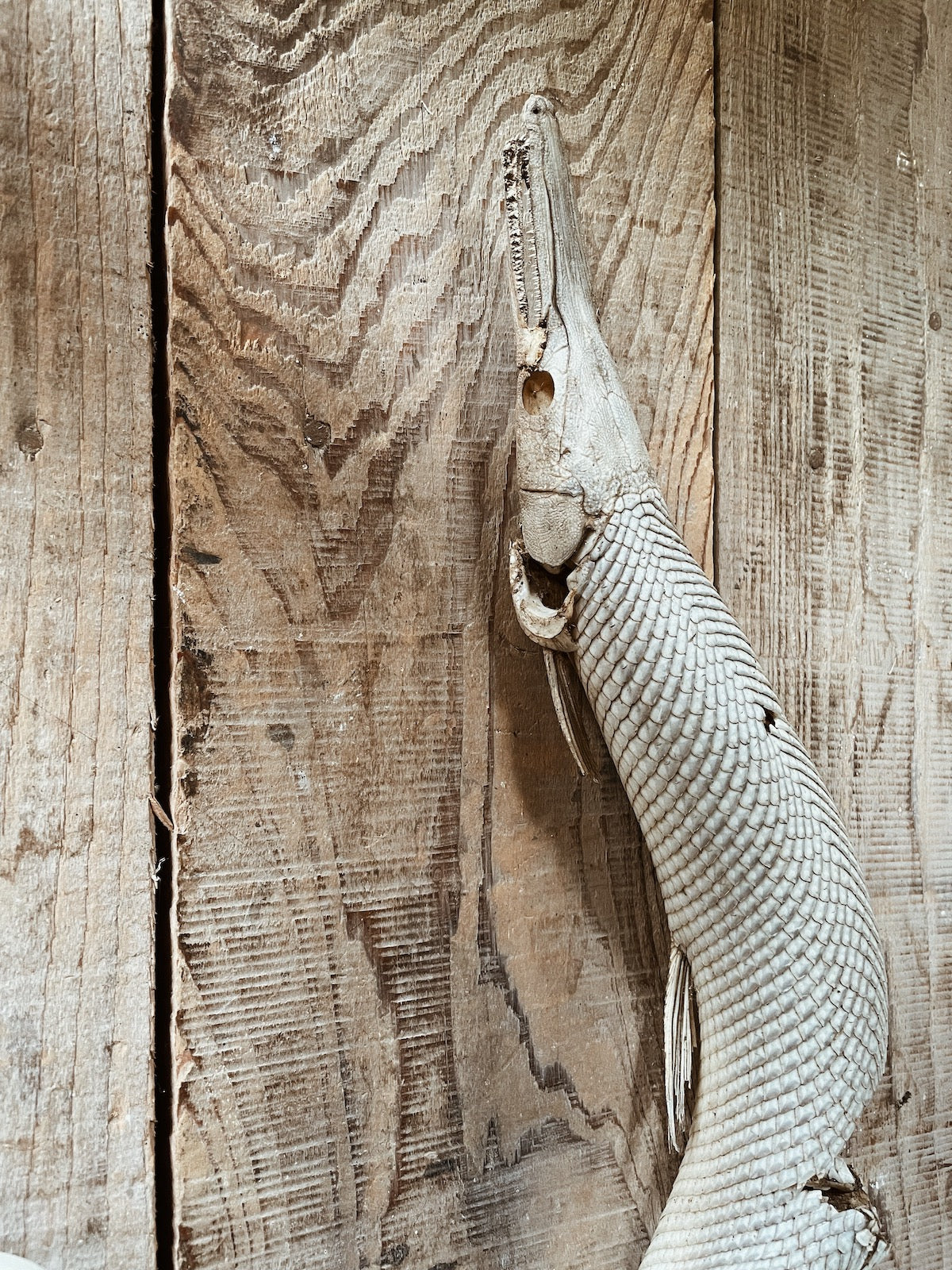 GARFISH RING - Image 3