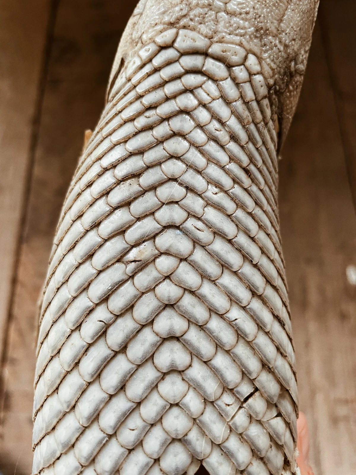 GARFISH RING - Image 4